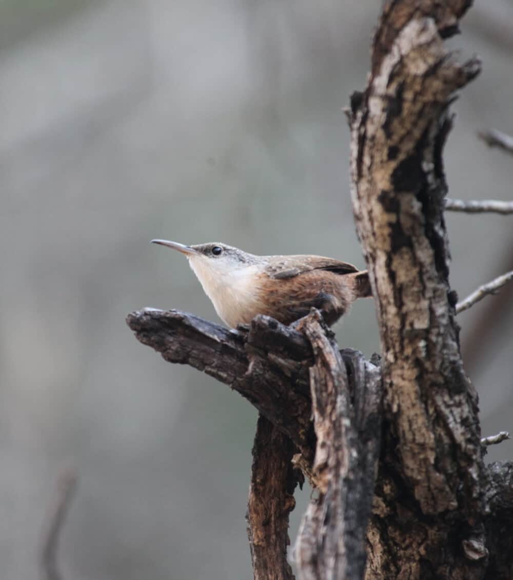 CANYON WREN, Catherpes mexicanus