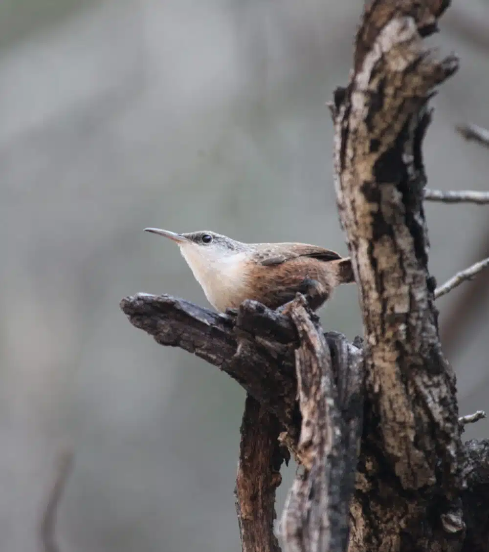 CANYON WREN, Catherpes mexicanus